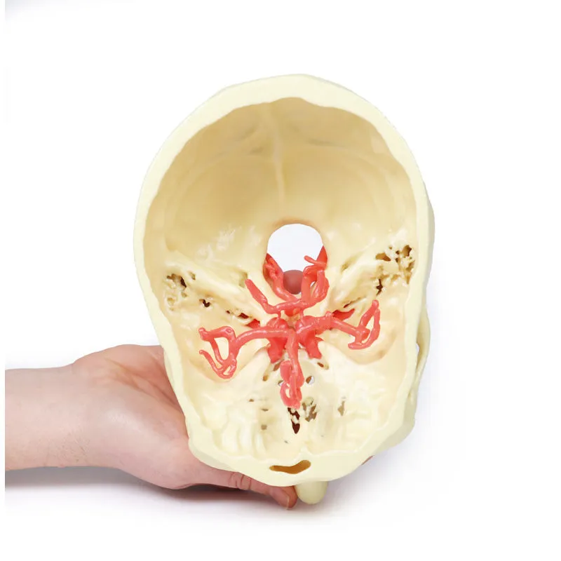 3D Printed Circle of Willis