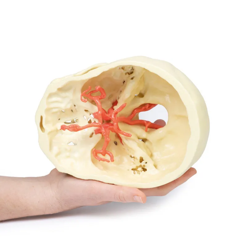 3D Printed Circle of Willis