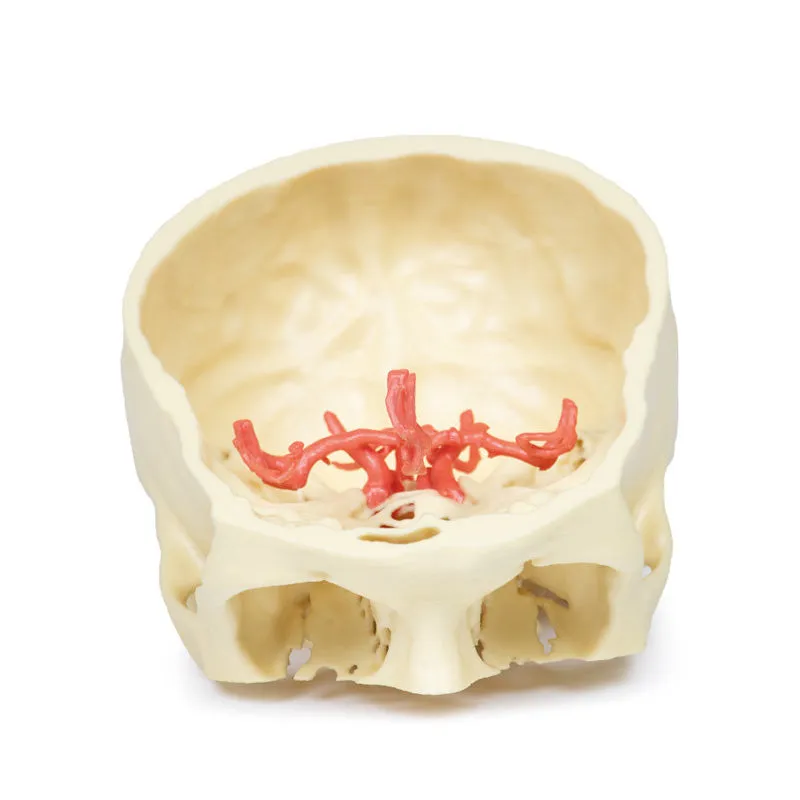 3D Printed Circle of Willis