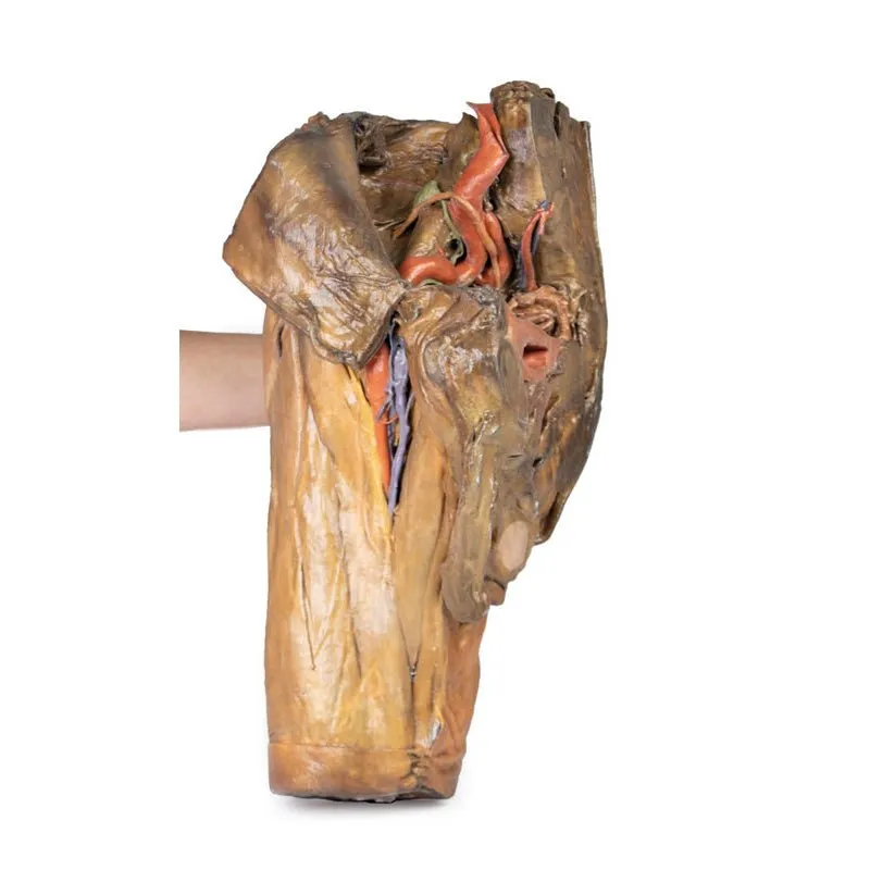 3D Printed Male Hemipelvis and Thigh
