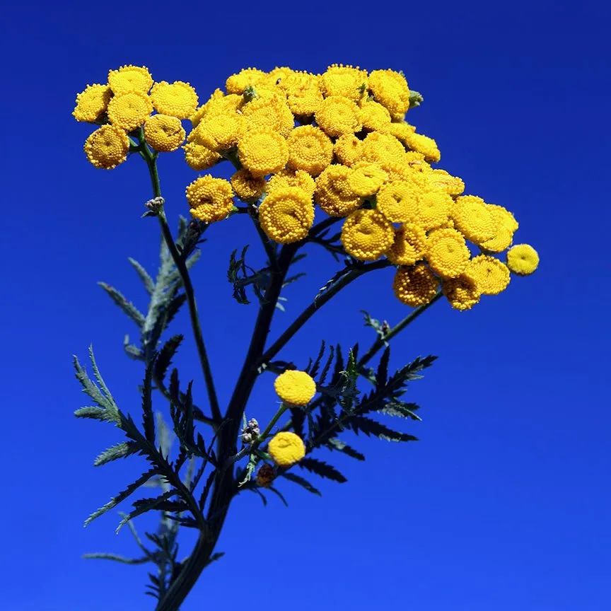 Blue Tansy Essential Oil