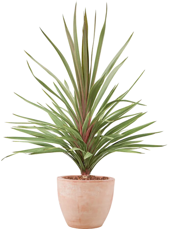 Cordyline australis 'Red Heart' in Terra Cotta Office Plant With Pot 140cm Height 32cm Dia