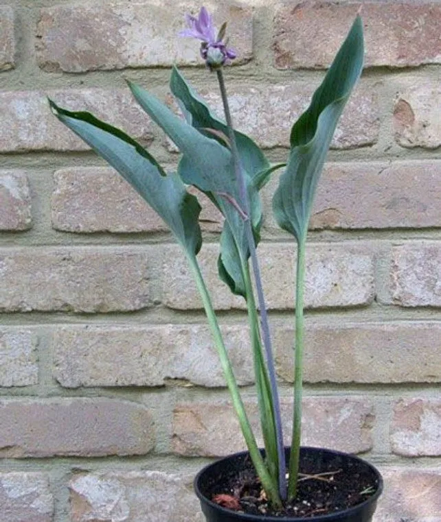 Kempen Sky High Hosta