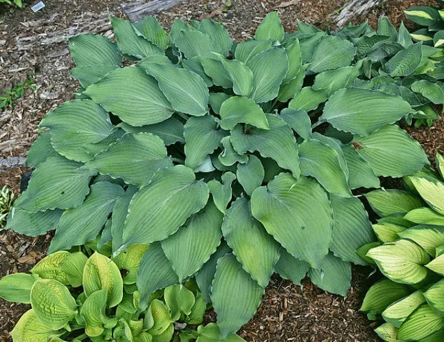 Petticoat Junction Hosta