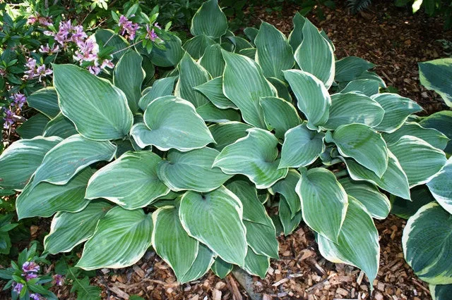 Regal Splendor Hosta